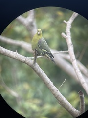 Treron australis