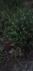 Parthenium hysterophorus