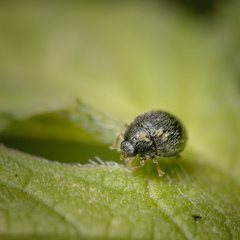 Rhyzobius forestieri