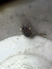 Armadillidium vulgare