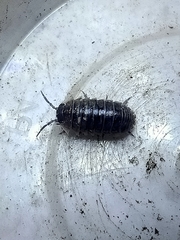Armadillidium vulgare