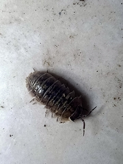 Armadillidium vulgare