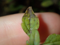 Mentha diemenica