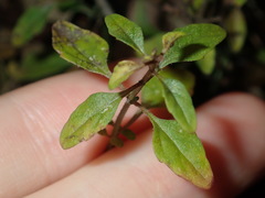 Mentha diemenica