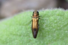 Agrilus graminis