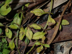 Mentha diemenica