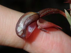 Pterostylis rufa
