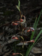 Pterostylis rufa