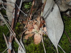 Pterostylis rufa