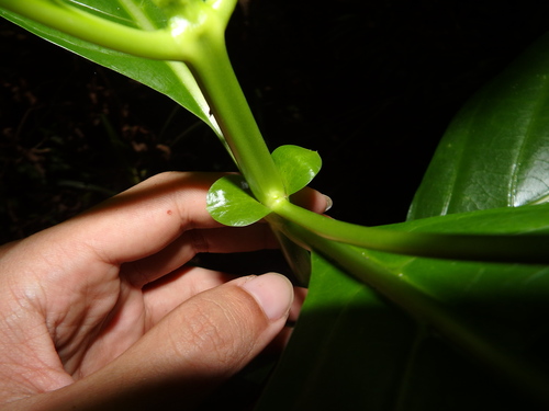 Mussaendopsis