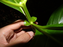 Mussaendopsis beccariana