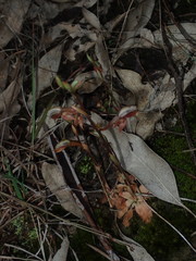 Pterostylis rufa