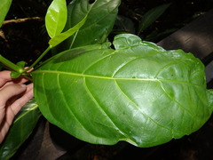 Mussaendopsis beccariana