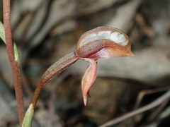 Pterostylis rufa