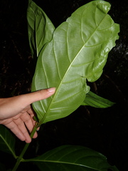 Mussaendopsis beccariana
