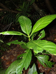 Mussaendopsis beccariana