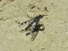 Thevenetimyia tridentata