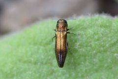 Agrilus graminis