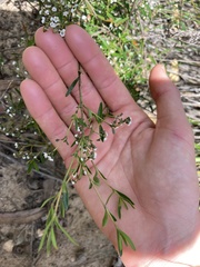 Logania linifolia