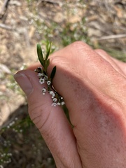 Logania linifolia