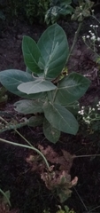 Calotropis procera
