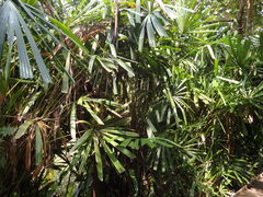 Rhapis excelsa