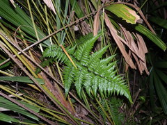 Davallia denticulata