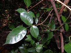 Derris trifoliata