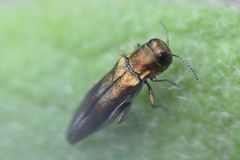 Agrilus graminis