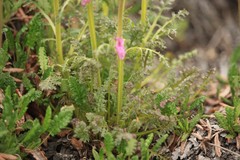 Pedicularis amoena