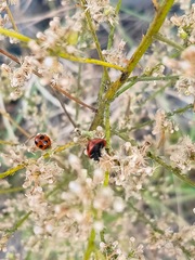 Coccinella septempunctata