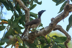 Philemon buceroides yorki
