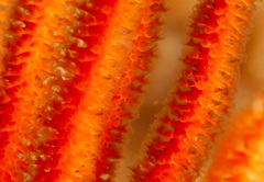 Sphaerokodisis australis