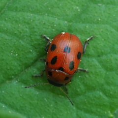 Gonioctena fornicata