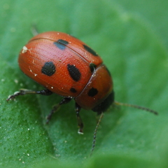 Gonioctena fornicata
