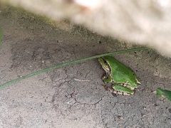 Hyla japonica