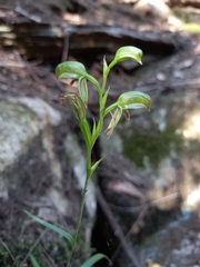 Pterostylis longifolia