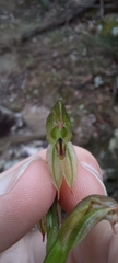 Pterostylis longifolia