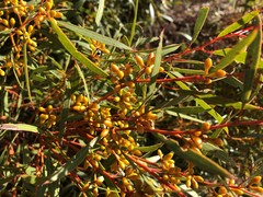 Eucalyptus leptophylla