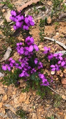 Tetratheca insularis