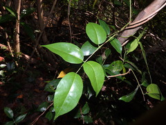 Derris trifoliata