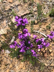 Tetratheca insularis