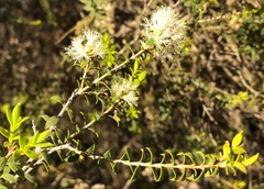 Melaleuca acuminata