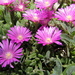 Pink Trailing Iceplant - Photo (c) Sepehr Ehsani, some rights reserved (CC BY-NC-ND)