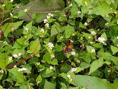 Lycaena phlaeas daimio