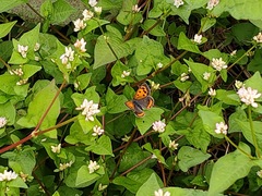 Lycaena phlaeas daimio
