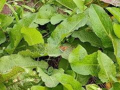 Lycaena phlaeas daimio