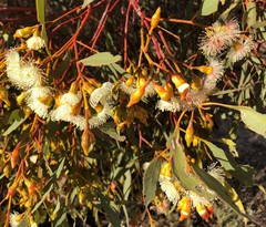 Eucalyptus incrassata