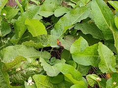 Lycaena phlaeas daimio