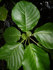 Claoxylon indicum